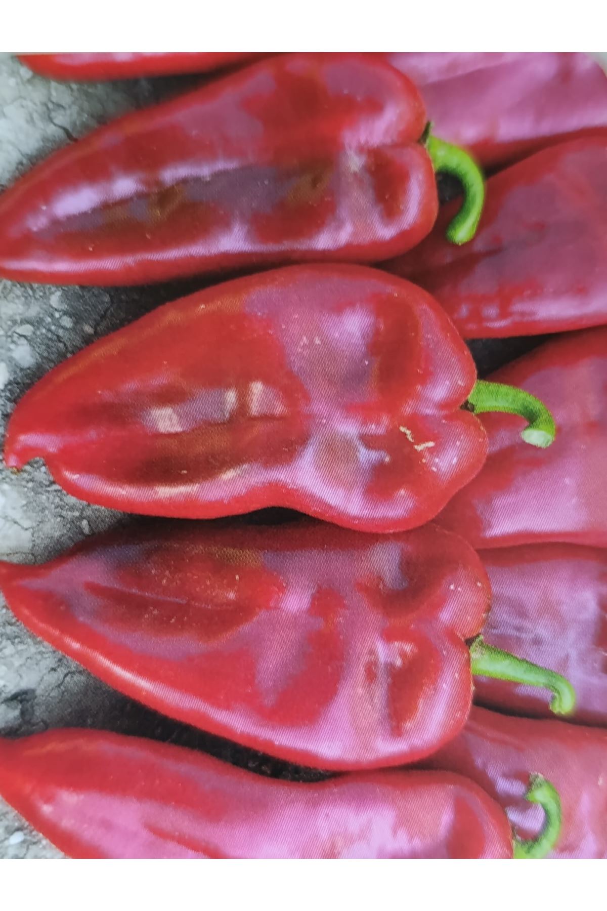 25 GRAM AMBALAJ  BT KAPSTAR BİBER TOHUMU KDV DAHİL ADET FİYATI