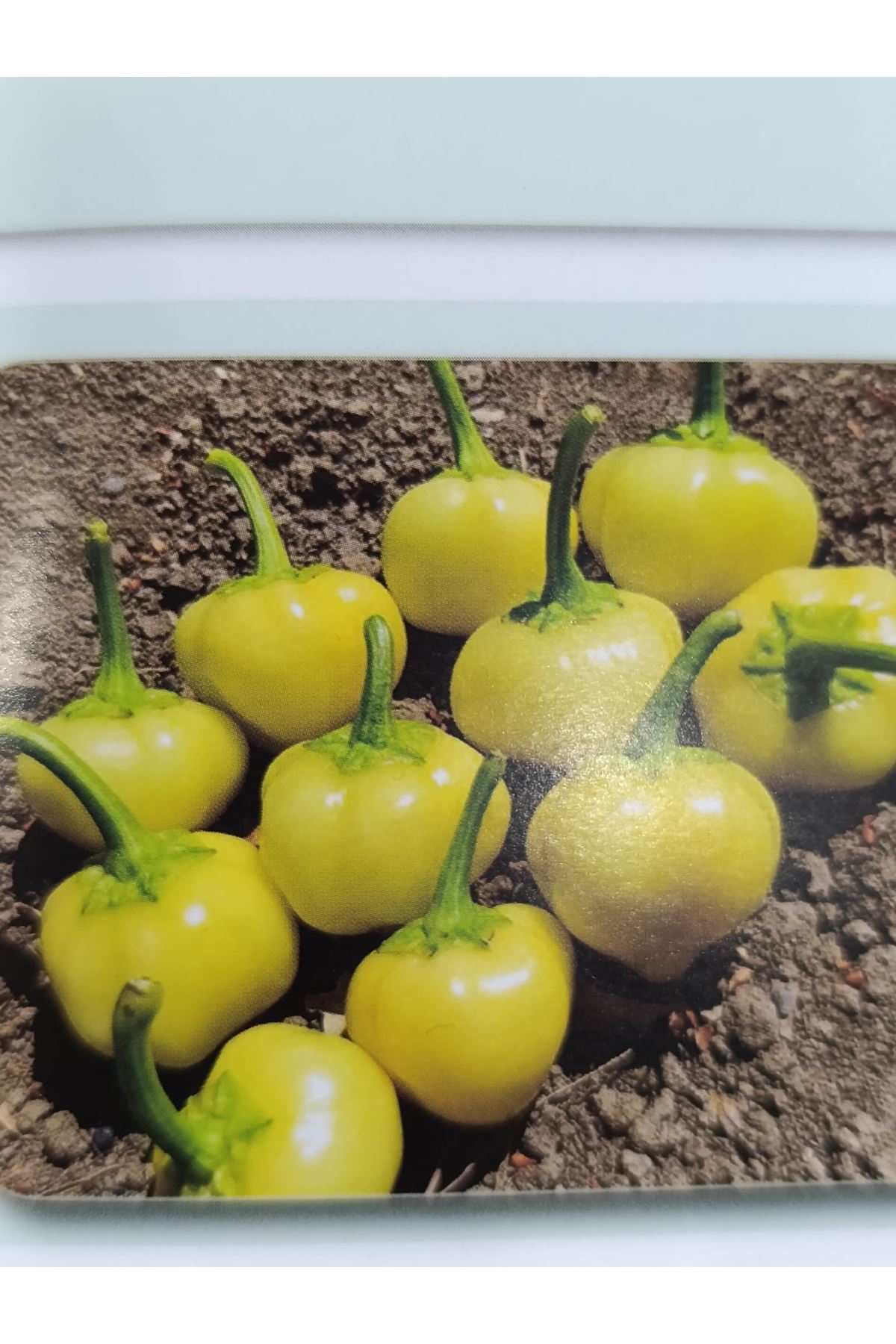 10 GRAM AMBALAJ BT SARI BURBİYE 016 ACI BİBER KADV DAHİL ADET FİYATI