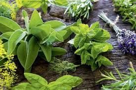 TIBBİ VE  AROMATİK TOHUMLAR