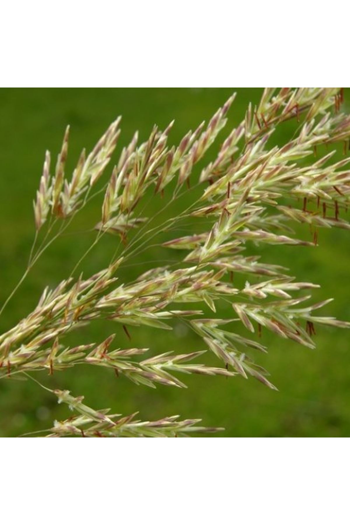 KILÇIKSIZ BROM (BROMUS İNERMİS)  TOHUMU 