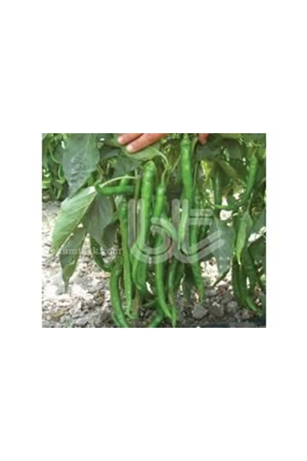  25 GRAM AMBALAJ  BT DEMOK DEMRE BİBER TOHUMU ADET KDV DAHİL FİYATI 