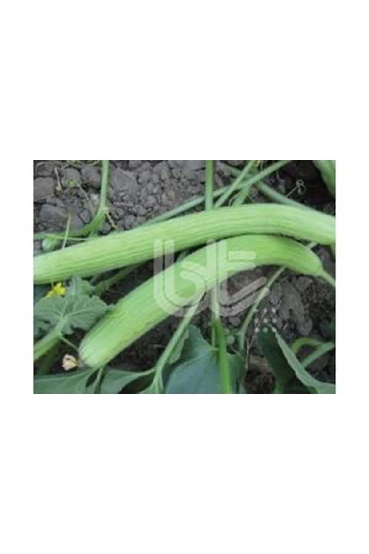 10 GRAM AMBALAJ BT EGE ACUR 016 TOHUMU KDV DAHİL ADET FİYATI  