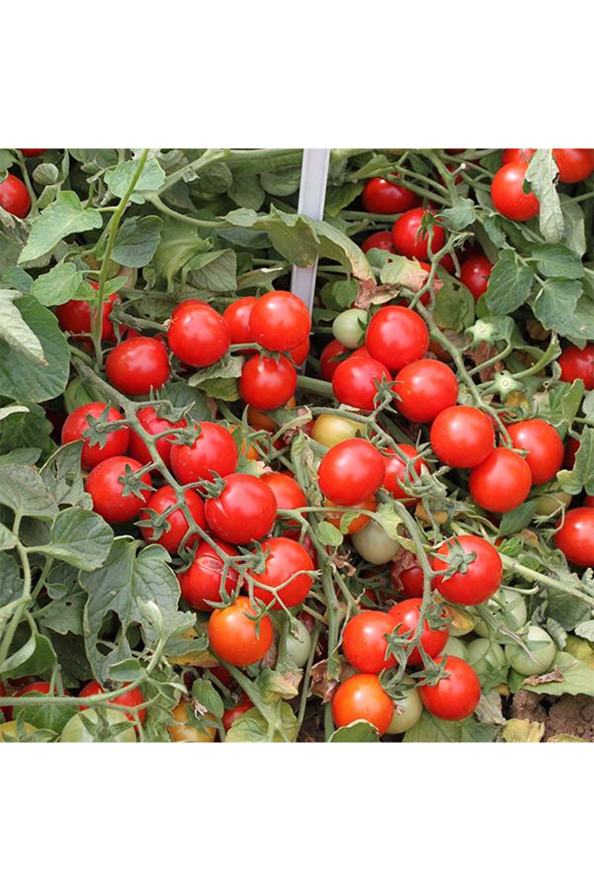 KİMBERLİNO F1 OTURAK CHERY ( KİRAZ) DOMATES TOHUMU