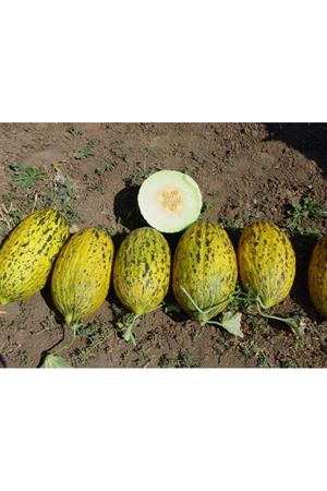 Ali Bey F1 Kavun Tohumu 