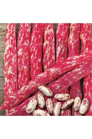 Dragon Oturak Barbunya