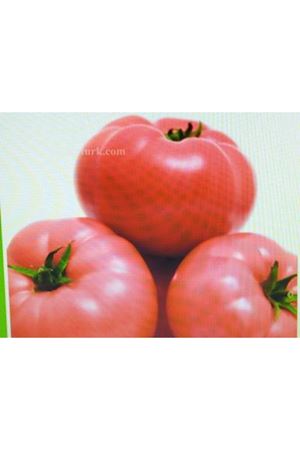 Mei Shuai ( Do Pink ) Sırık  Pembe Sera Domatesi Tohumu