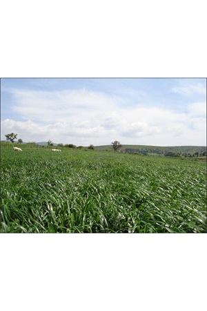 ULUSOY TOHUM  CARAMBA MİX RYEGRASS  SÜT OTU TOHUMU