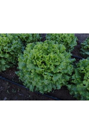 Caipira Kıvırcık Marul Tohumu