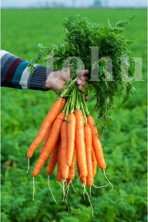 Nanco F1 Havuç Tohumu