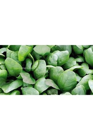 Spiros F1 Ispanak Tohumu