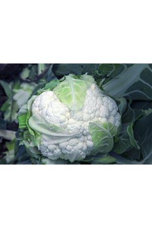 Cendis F1 170 - 180 Günlük Karnıbahar