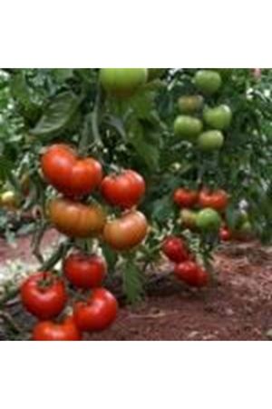 Tybif F1 Domates Tohumu