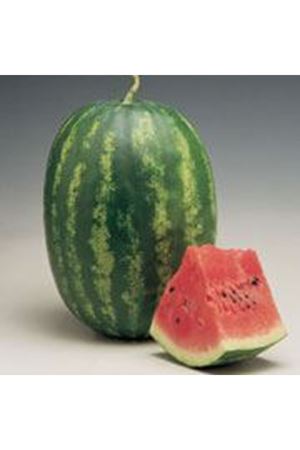 Crimson Tide F1 Karpuz Tohumu