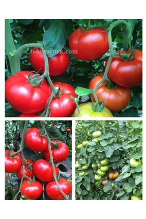 Zahide Domates Tohumu