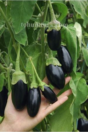 Picola F1 Mini Topan Patlıcan