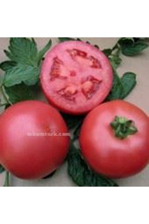 Vp1 Pembe Domates Tohumu