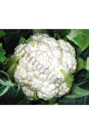 Colonia F1 Erkenci Karnabahar Tohumu