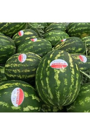 Anthem F1 Karpuz Tohumu 