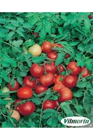 Joker F1 Domates Tohumu