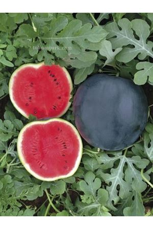 Kandemir F1 Siyah Karpuz Tohumu