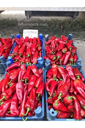 Kaynak F1 Kapya Biber Tohumu