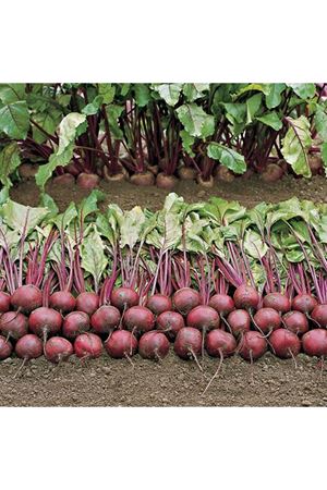 BEJO TOHUM BORO F1 KIRMIZI PANCAR TOHUMU, 50 BİN ADETLİK