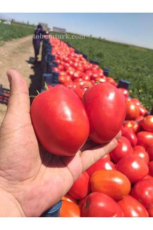 Ug 4649 13 F1  Sanayi Domatesi