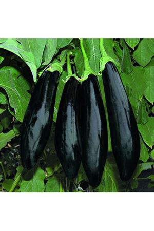 Anamur 10-704  F1  Siyah  Patlıcan Tohumu