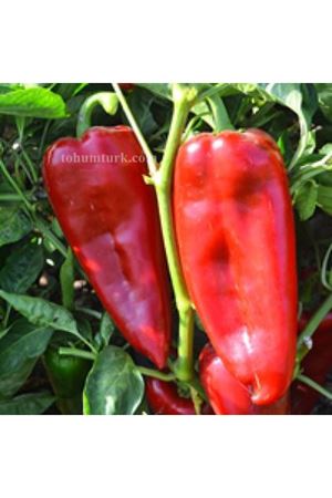 Tonton F1 Kapya Biber Tohumu