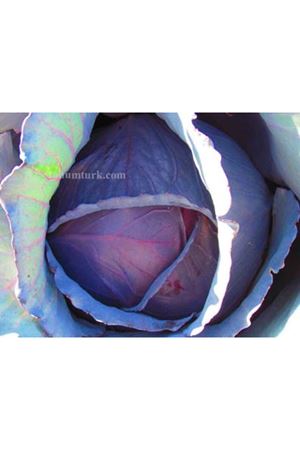 Fuego F1 Kırmızı Lahana Tohumu