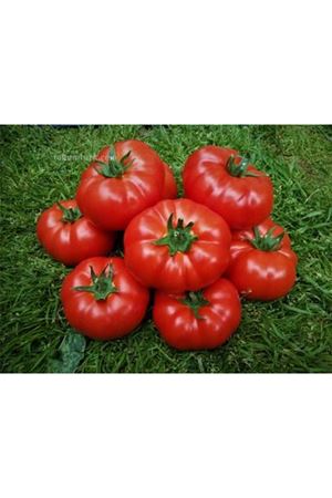 Bufalo F1 Beef Domates Tohumu