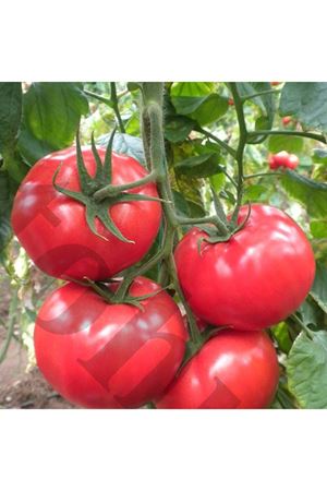 Asya F1 Beef Domates