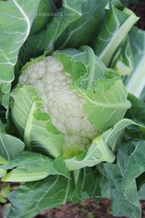 Andromeda F1 Karnabahar Tohumu