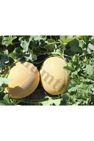 Zeynep F1 Kavun Tohumu