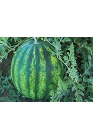 Görkem F1 Karpuz Tohumu