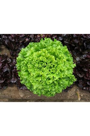 Abbice Kıvırcık Marul Tohumu