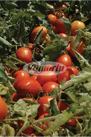 Zeplin F1 Domates Tohumu