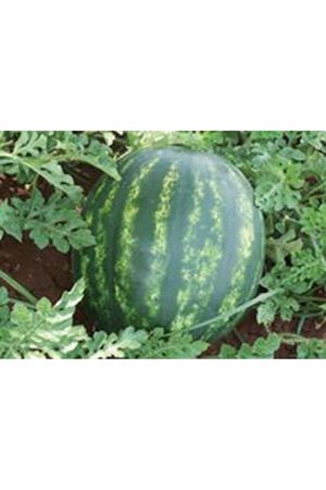 Destan F1 Karpuz Tohumu