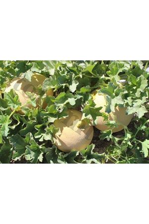 Hanzade F1 Kavun Tohumu