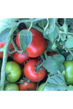 Super Red F1 Oturak Domates Tohumu