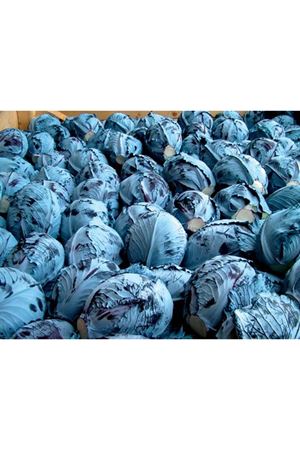 İntegro F1  90-95 Günlük Kırmızı Lahana