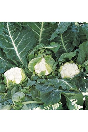 Skywalker F1 92-96 Günlük Karnıbahar Tohumu