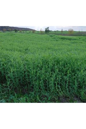 Taşkent Yem Bezelyesi Tohumu