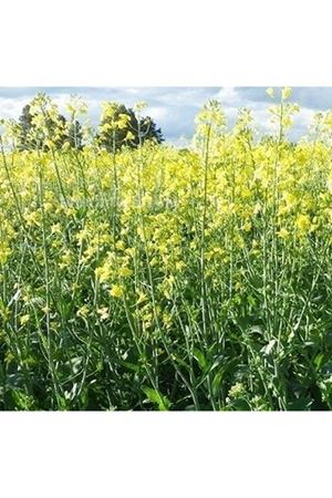 Lenox Yem Şalgamı Yaprak Tipi