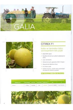 Çıtırex F1  Kavun Galia Tipi