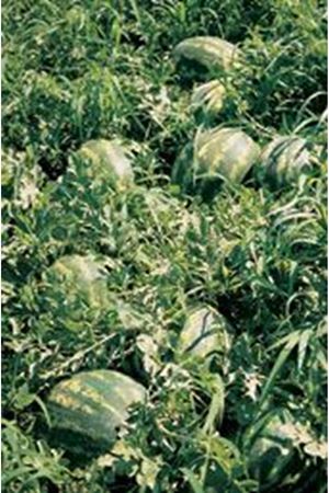 Starbus  F1  Hibrit Karpuz Tohumu