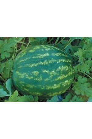 Barçın F1 Karpuz Tohumu