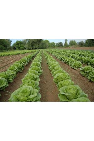 COSMOS YEDİKULE MARUL TOHUMU