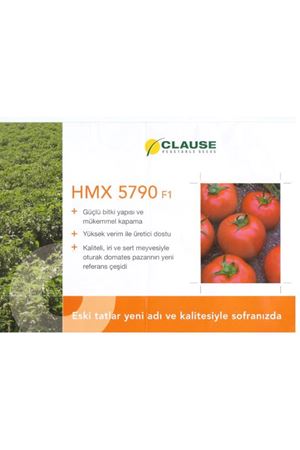 Hmx 5790 F1 Oturak Domates Tohumu