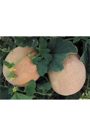 Yaren F1 kavun tohumu